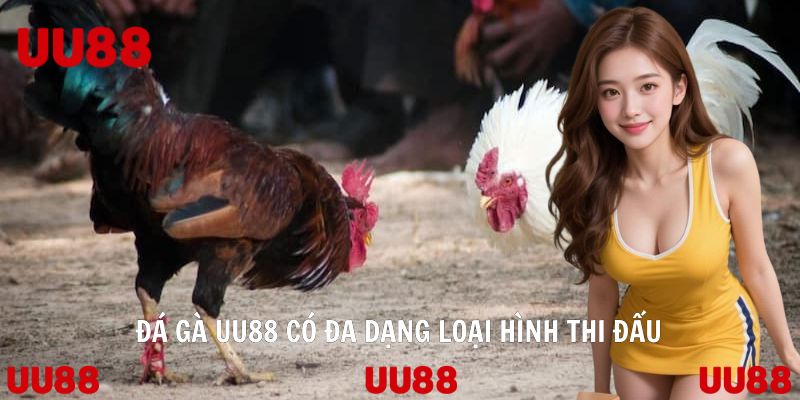 Đá gà UU88 có đa dạng loại hình thi đấu