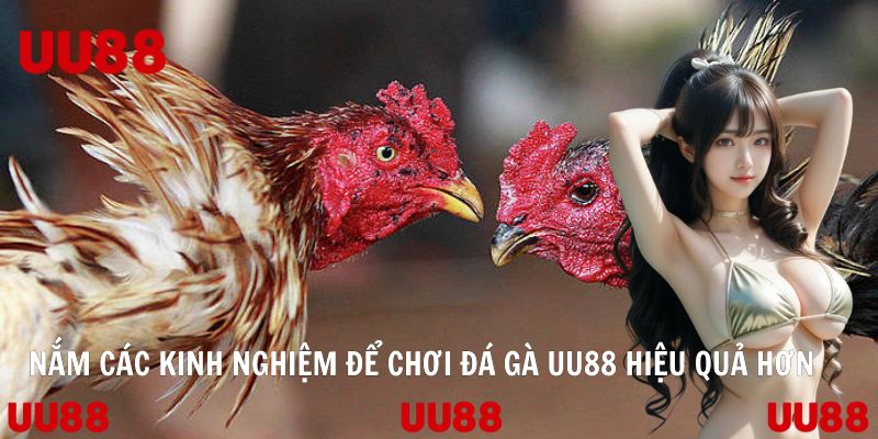 Nắm các kinh nghiệm để chơi đá gà UU88 hiệu quả hơn