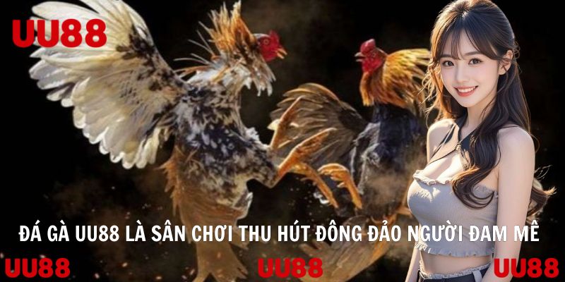 Đá gà UU88 là sân chơi thu hút đông đảo người đam mê đấu kê