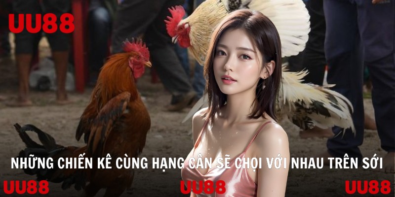 Những chiến kê cùng hạng cân sẽ chọi với nhau trên sới