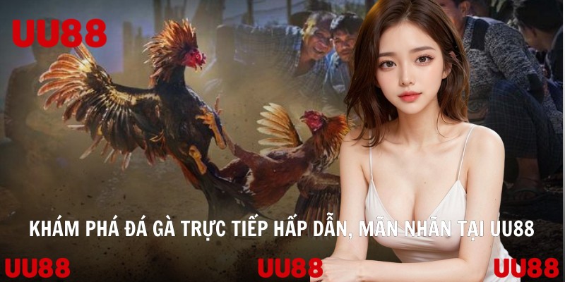 Khám Phá Đá Gà Trực Tiếp Hấp Dẫn, Mãn Nhãn Tại UU88
